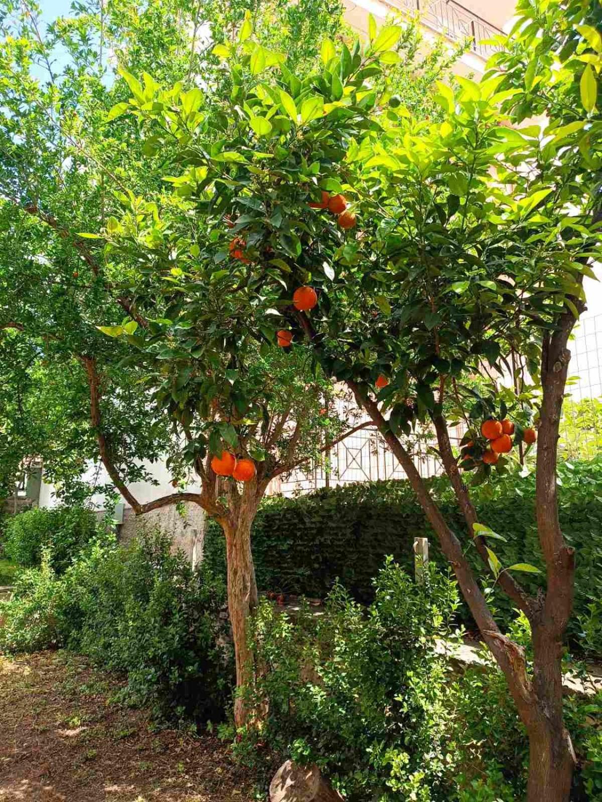 Néa AnkhíalosBetty'S Garden House别墅 外观 照片