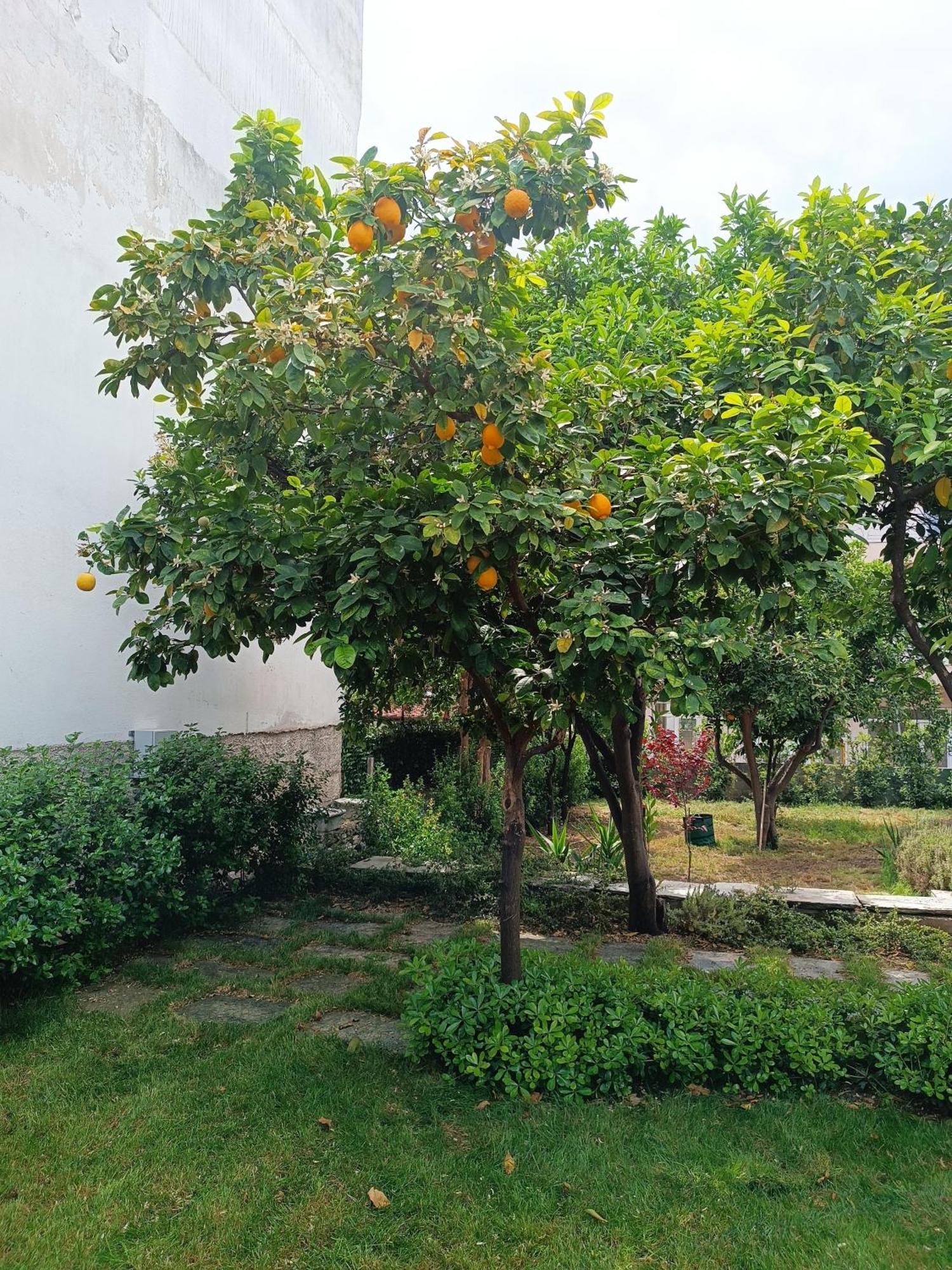 Néa AnkhíalosBetty'S Garden House别墅 客房 照片